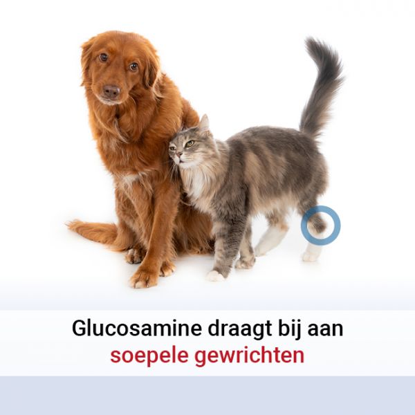 Prestigieus Mijnwerker Schilderen Pharmox Hond & Kat Glucosamine Chondroitine / MSM kopen? Veilig en  betrouwbaar bestellen!