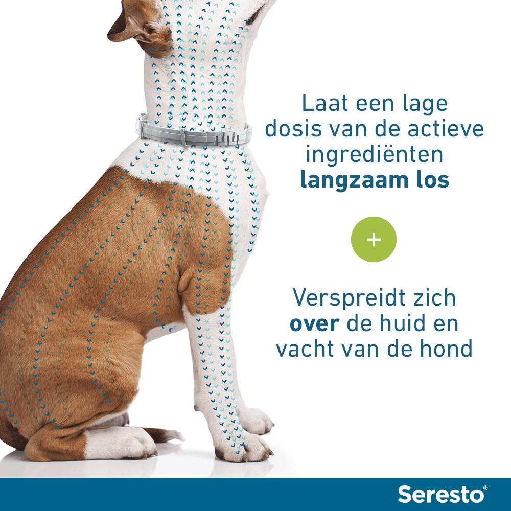 fossiel Arbitrage zonsopkomst Seresto vlooien- en tekenband hond kopen? Veilig en betrouwbaar bestellen!